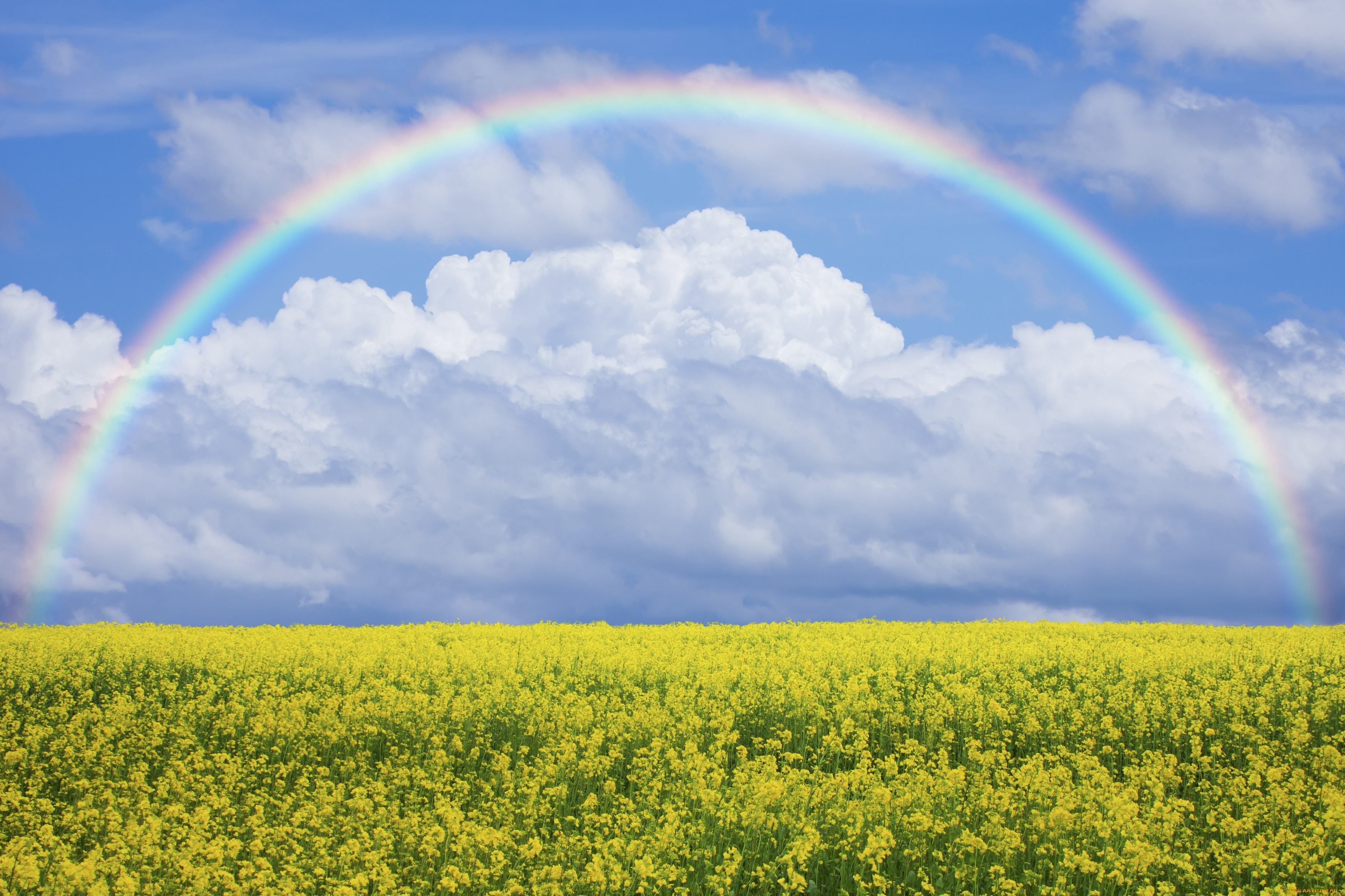 , , , , , , , nature, field, lawn, flowers, sky, rainbow